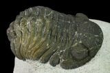 Bargain, Austerops Trilobite - Visible Eye Facets #171546-3